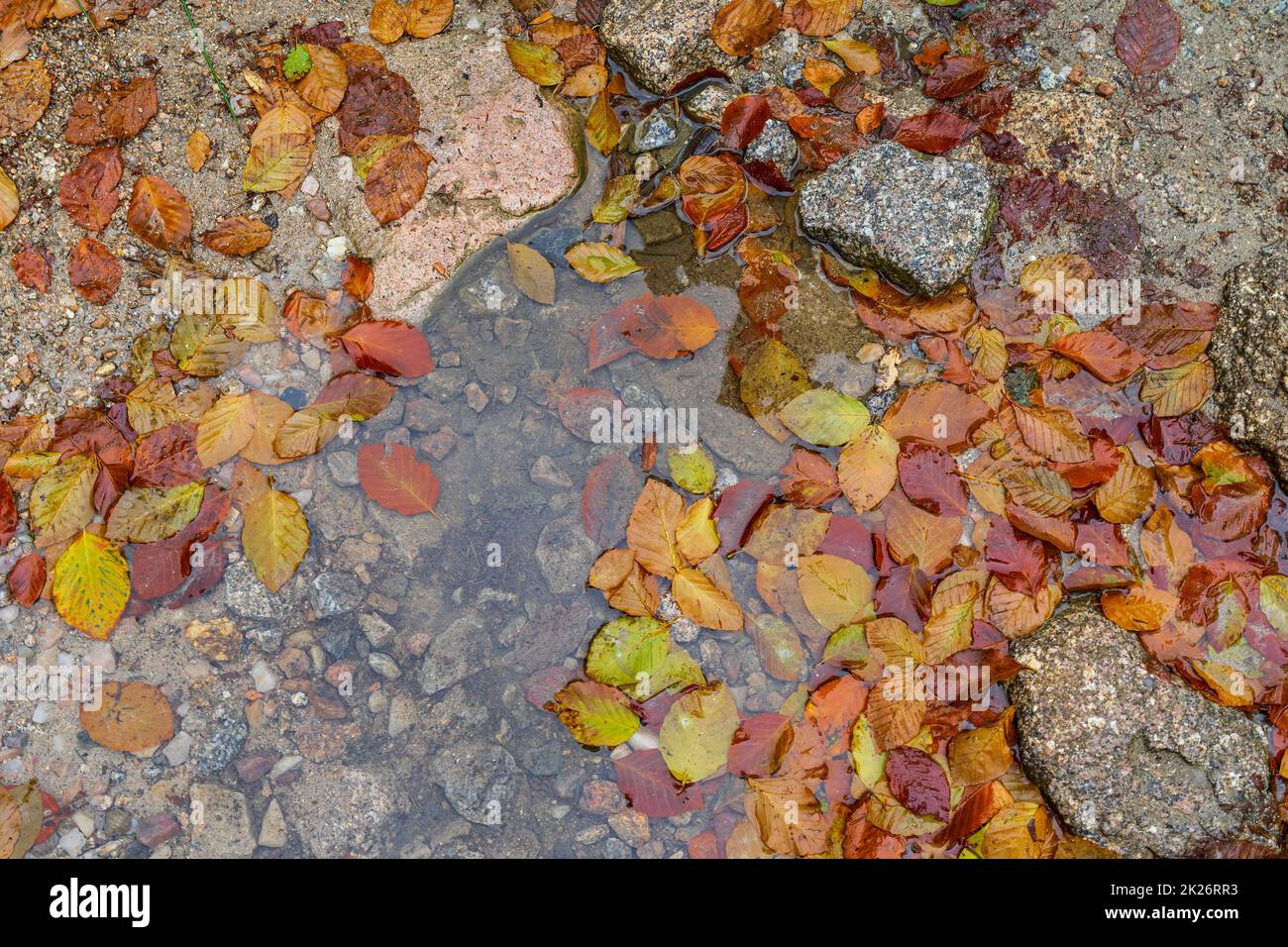 Caduta foglie d'autunno in una pozzanghera d'acqua. Foto Stock