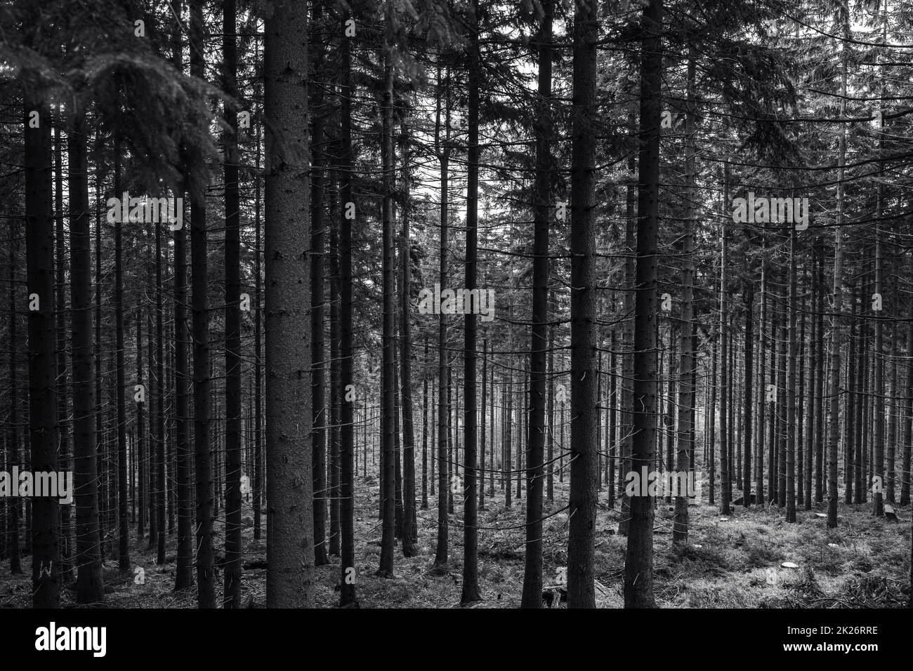 Pineta. Molti tronchi di albero come sfondo. Bianco e nero. Foto Stock