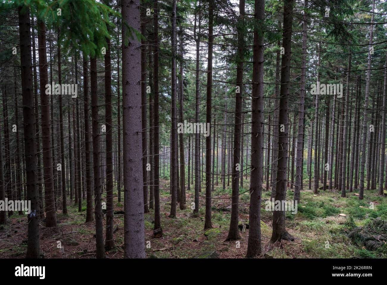 Pineta. Molti tronchi di albero come sfondo. Foto Stock
