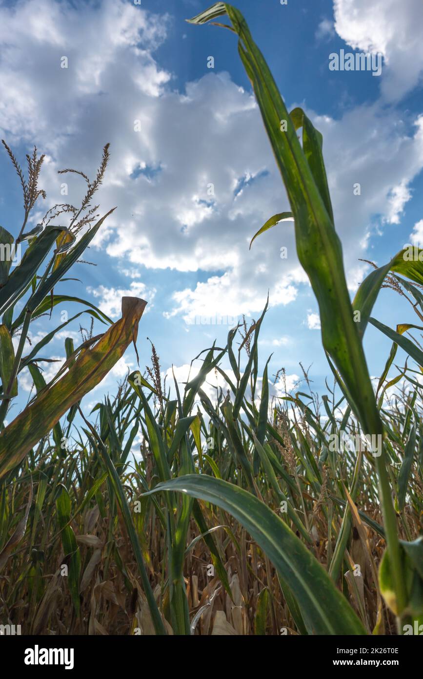 Colpo di fila di piante di mais prima del raccolto a fine estate contro il cielo blu in sole Foto Stock