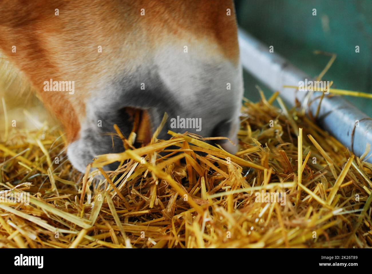 Aprire la bocca di un cavallo che mangia paglia Foto Stock
