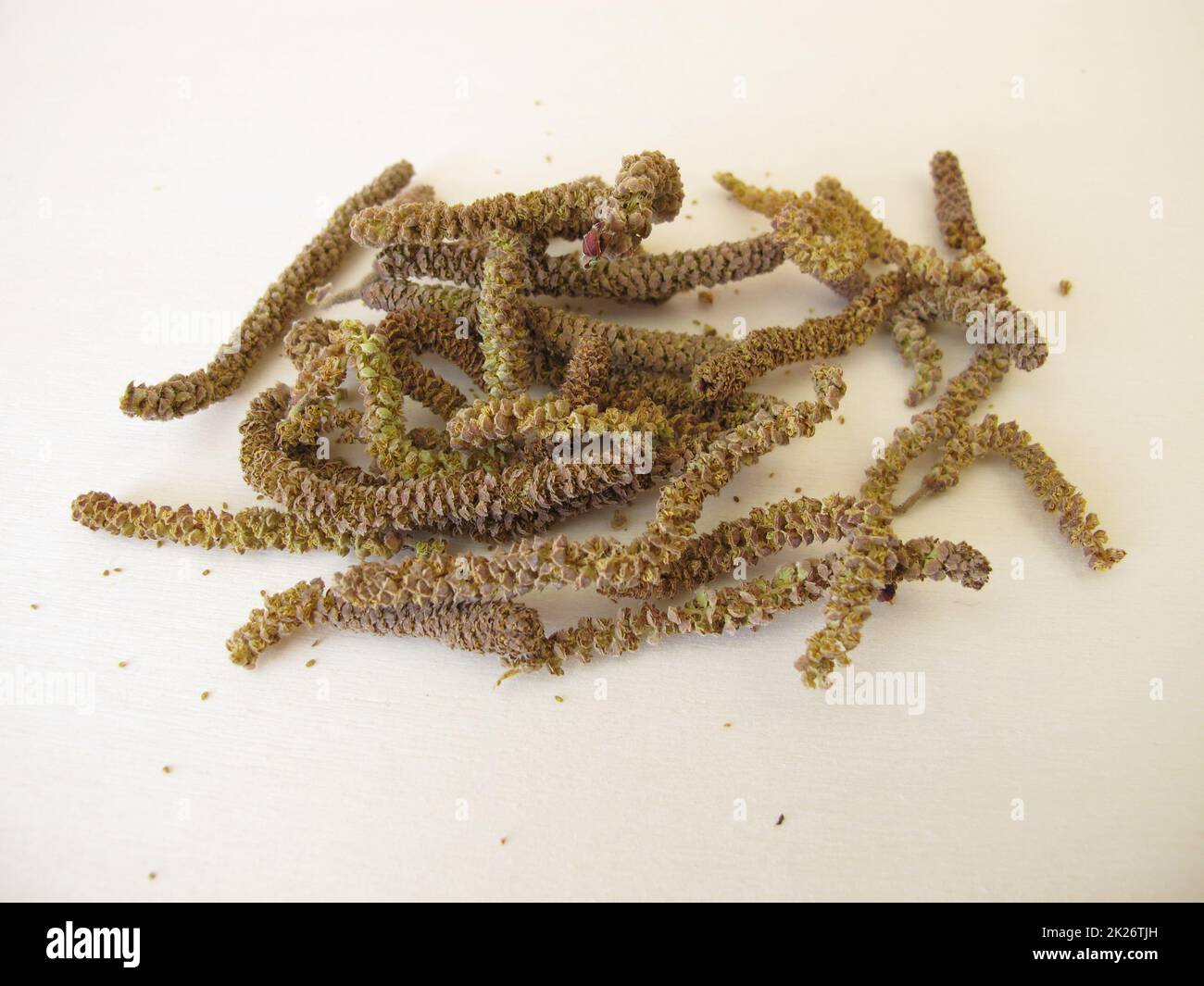 Cetriolini di nocciola essiccati, fiori di nocciola da nocciola per il tè alle erbe Foto Stock