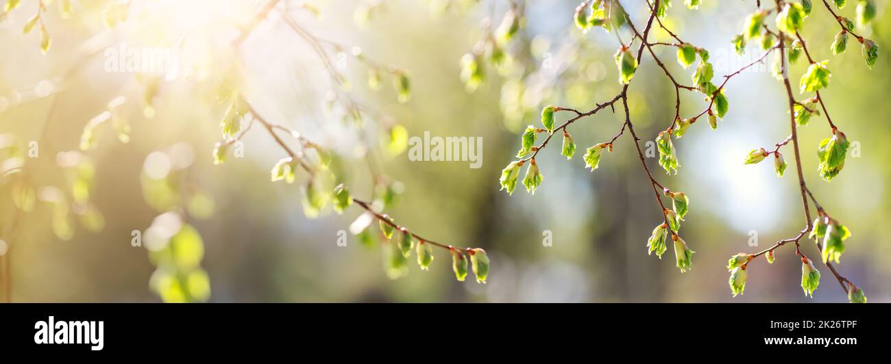 Vista ravvicinata del ramo di betulla con foglie e germogli giovani. Foto Stock