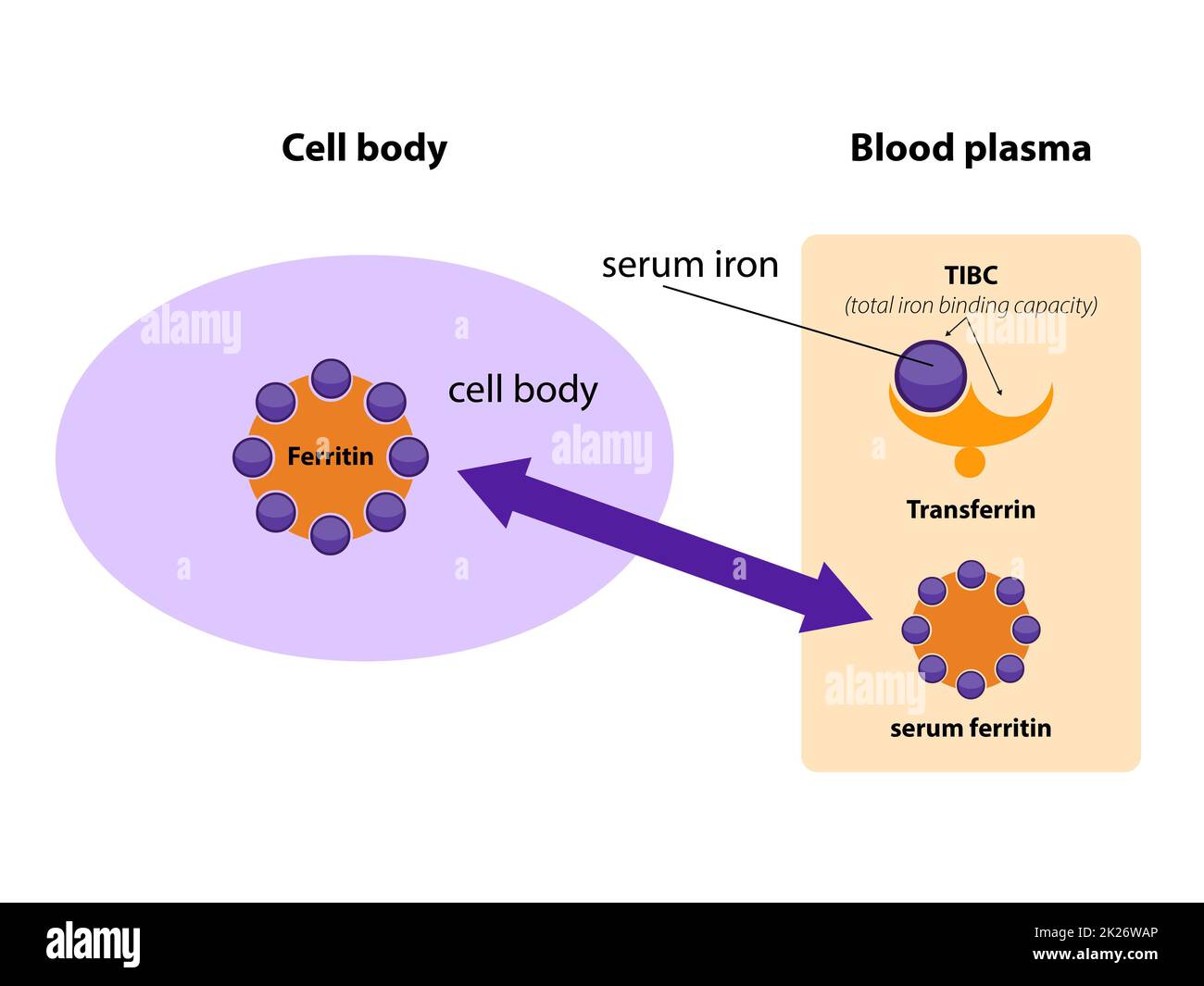 La ferritina è la principale proteina di deposito del ferro negli esseri umani. La ferritina sierica è correlata alla quantità di ferro presente nel corpo. Modello cartone animato. transferrina Foto Stock