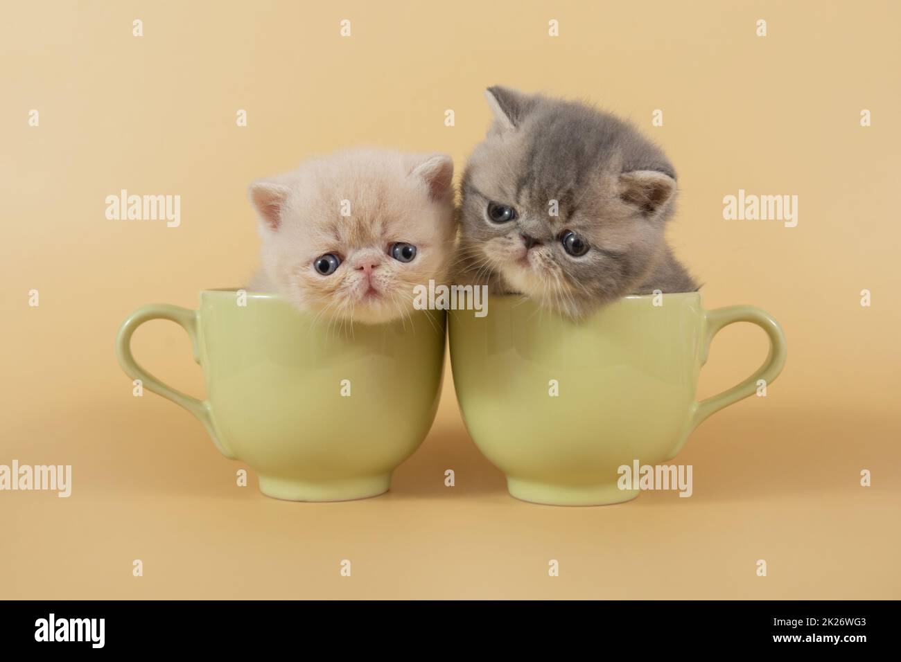 Due gattini persiani ed esotici sono seduti in grandi coppe verdi su uno sfondo beige. Piccoli gattini su uno sfondo colorato guardare nella fotocamera da Foto Stock