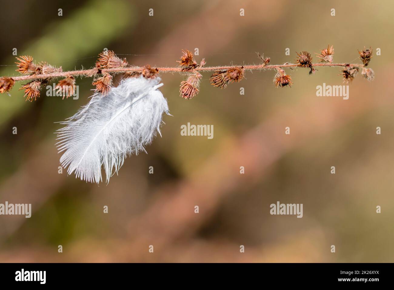 una piccola piuma bianca pende su un ramo di fiore secco Foto Stock
