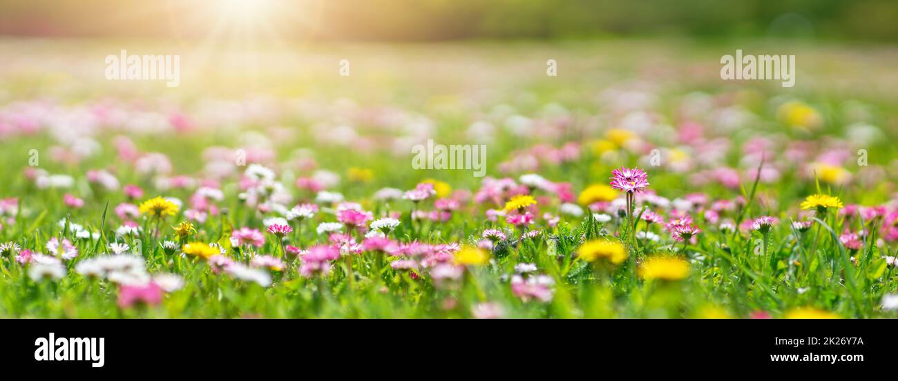 Prato con molto bianco e rosa primavera fiori a margherita Foto Stock