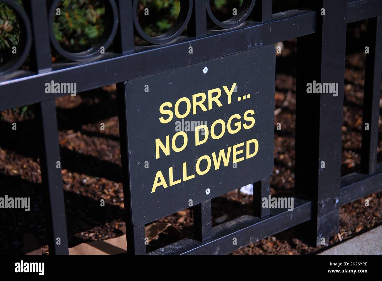 Spiacenti... non sono ammessi i cani con un cartello nero e giallo su una recinzione di un giardino Foto Stock