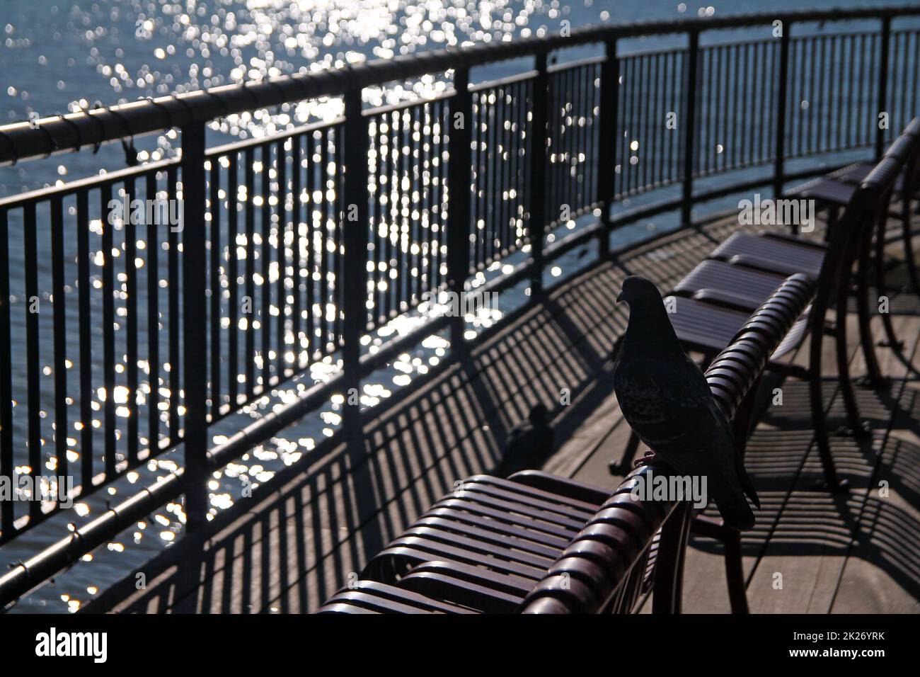 La silhouette di un piccione che guarda i riflessi sul fiume Foto Stock