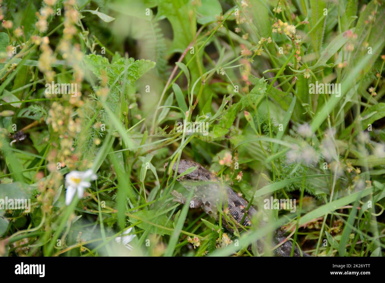 Una lucertola nascosta nell'erba verde Foto Stock