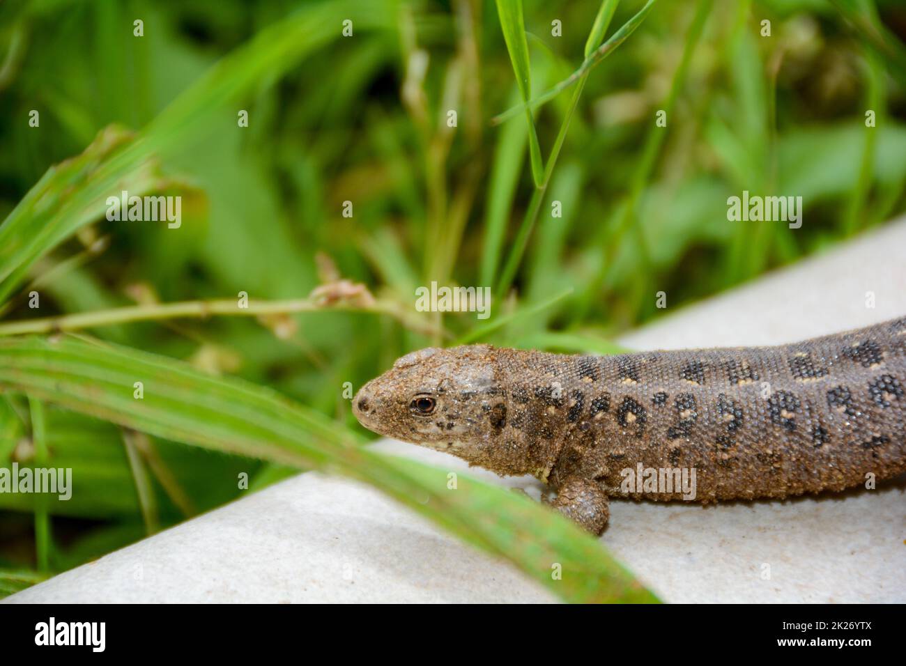 Una lucertola marrone sul patio giardino di fronte all'erba Foto Stock