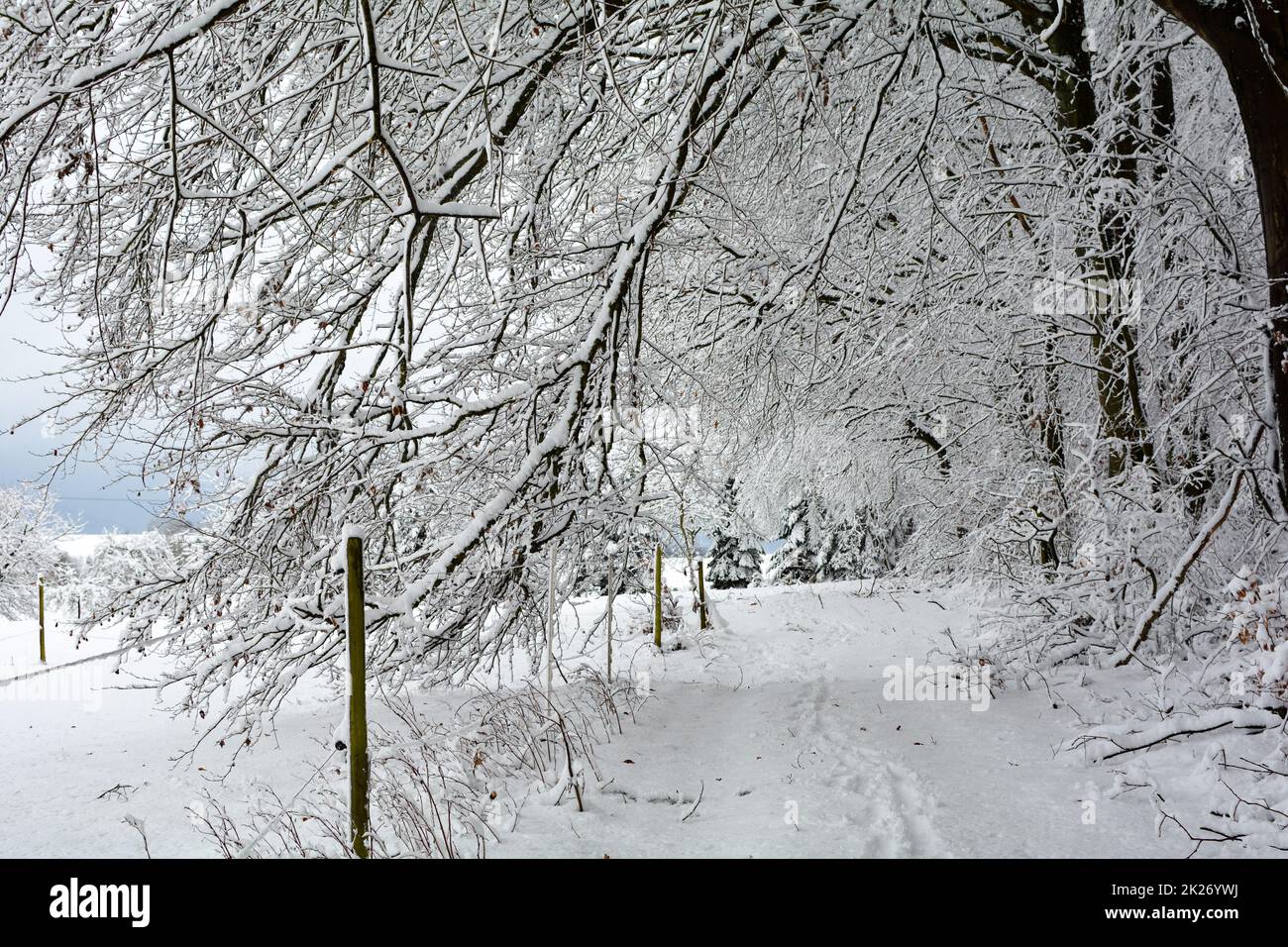 Paesaggio con un sentiero innevato alla foresta Foto Stock