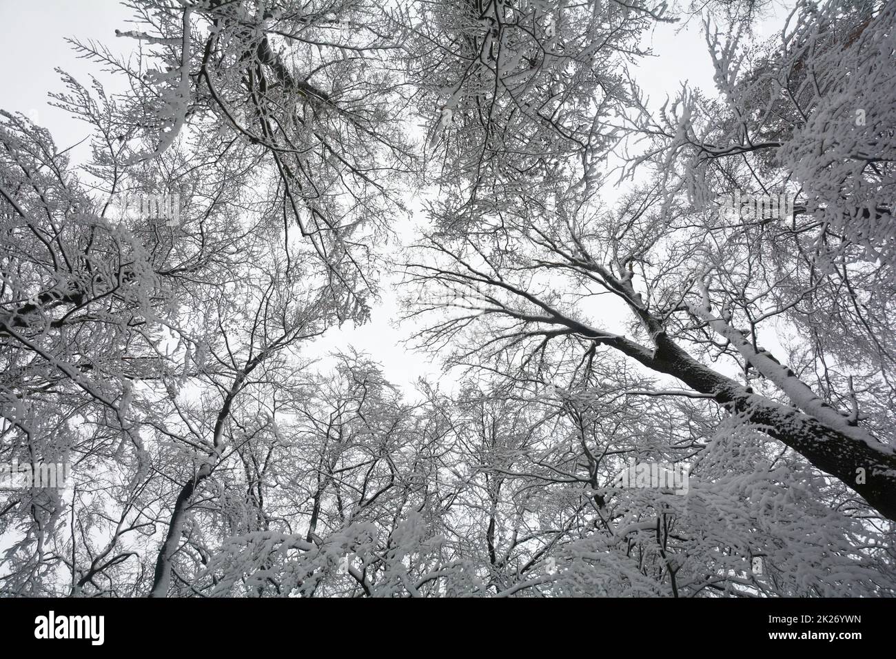 Guardando gli alberi coperti di neve Foto Stock