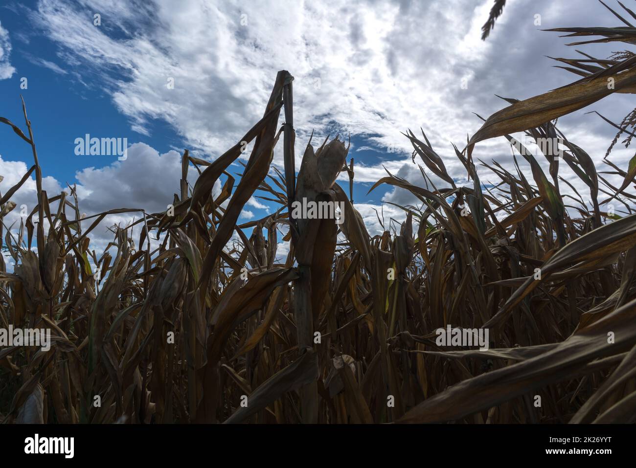Piante di granoturco parcheggiate a causa di un'onda di calore e siccità estrema in estate Foto Stock