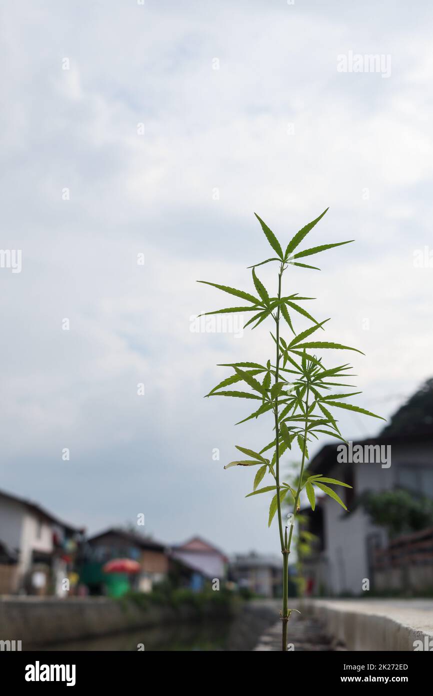 La coltivazione di foglie di cannabis e la possibilità di crescere all'interno della Thailandia rendono popolare la pianta di cannabis comunemente coltivata per l'uso come medicina a base di erbe per aiutare c Foto Stock