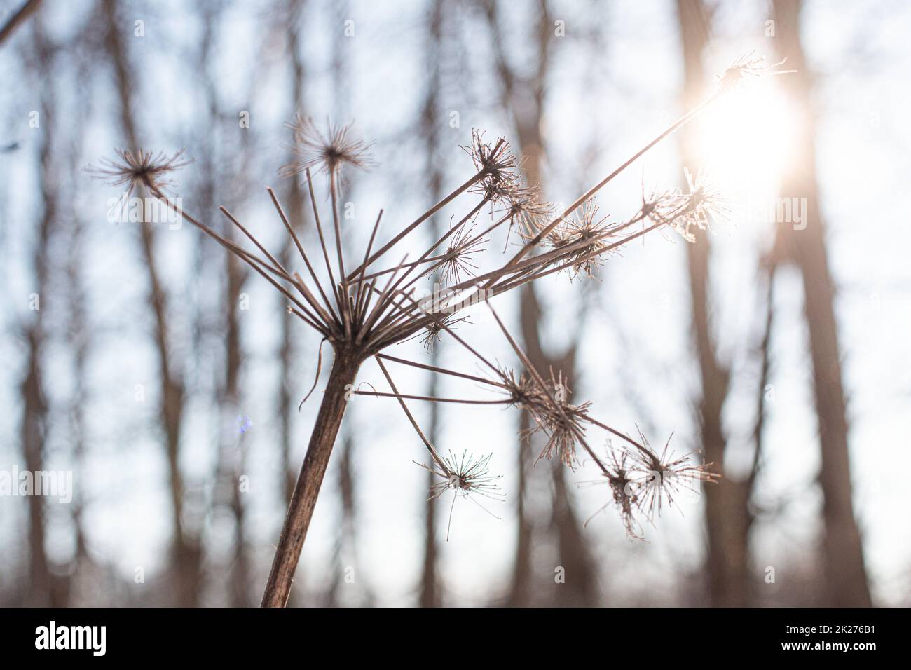 Ombrello asciutto al sole in inverno Foto Stock