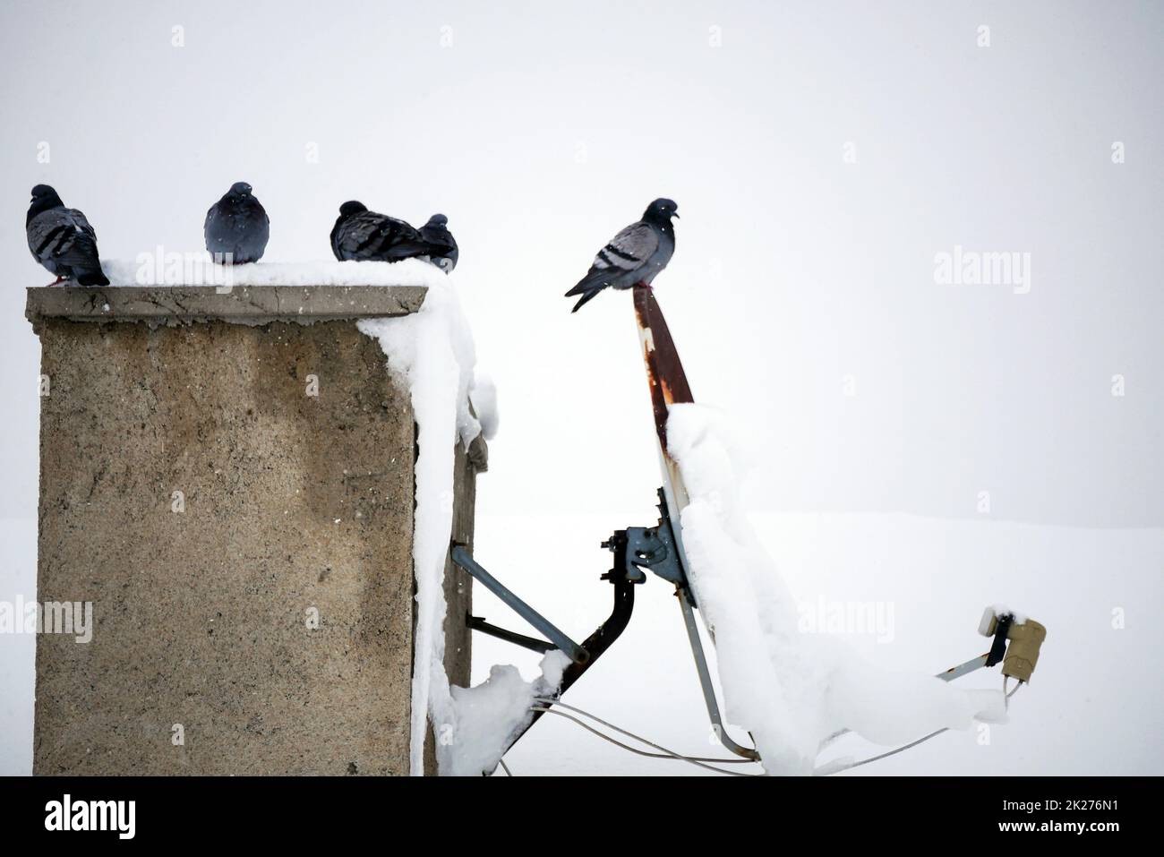 piccioni selvatici che vivono sul tetto in inverno, uccelli in inverno, inverno e animali Foto Stock
