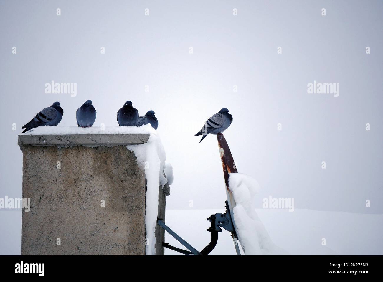 piccioni selvatici che vivono sul tetto in inverno, uccelli in inverno, inverno e animali Foto Stock
