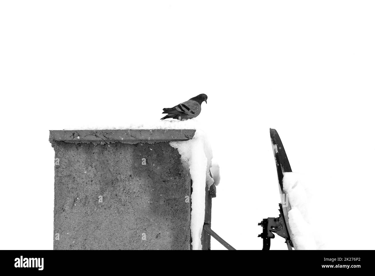 piccioni selvatici che vivono sul tetto in inverno, uccelli in inverno, inverno e animali Foto Stock