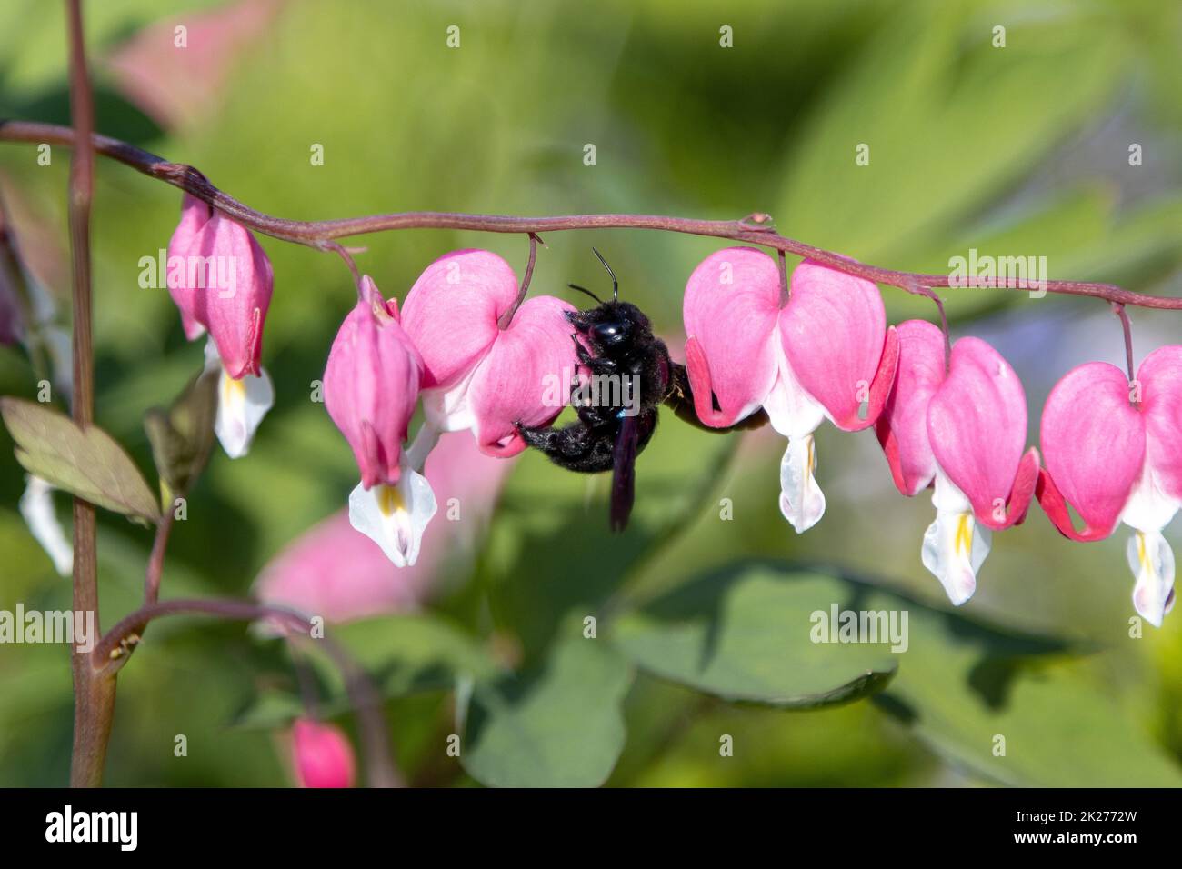 Un'ape di legno blu cerca polline su un fiore di cuore, Lamprocapnos spectabilis. Foto Stock