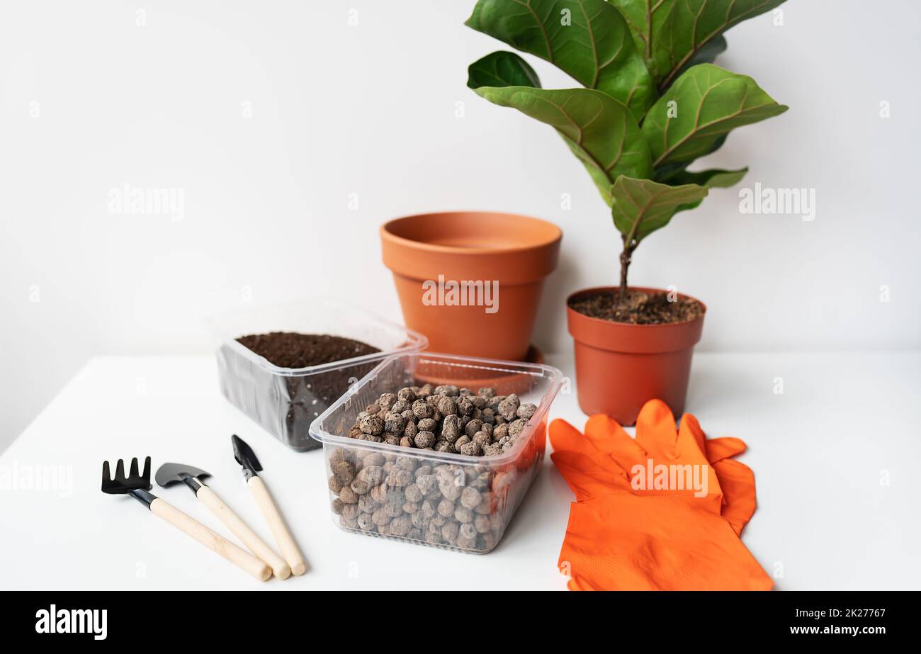 Accessori per il trapianto di un vaso-ficus lyrata. In vaso casa ficus lyrata pianta. Giardinaggio domestico. Piante che sono purificatori di aria. Foto Stock