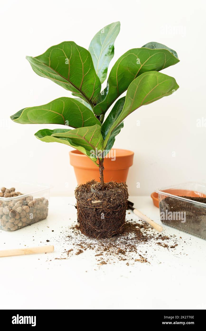 Accessori per il trapianto di un vaso-ficus lyrata. In vaso casa ficus lyrata pianta. Giardinaggio domestico. Piante che sono purificatori di aria. Foto Stock