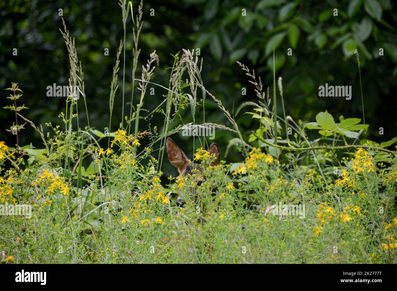 Un cervo si nasconde dietro erba verde alta Foto Stock