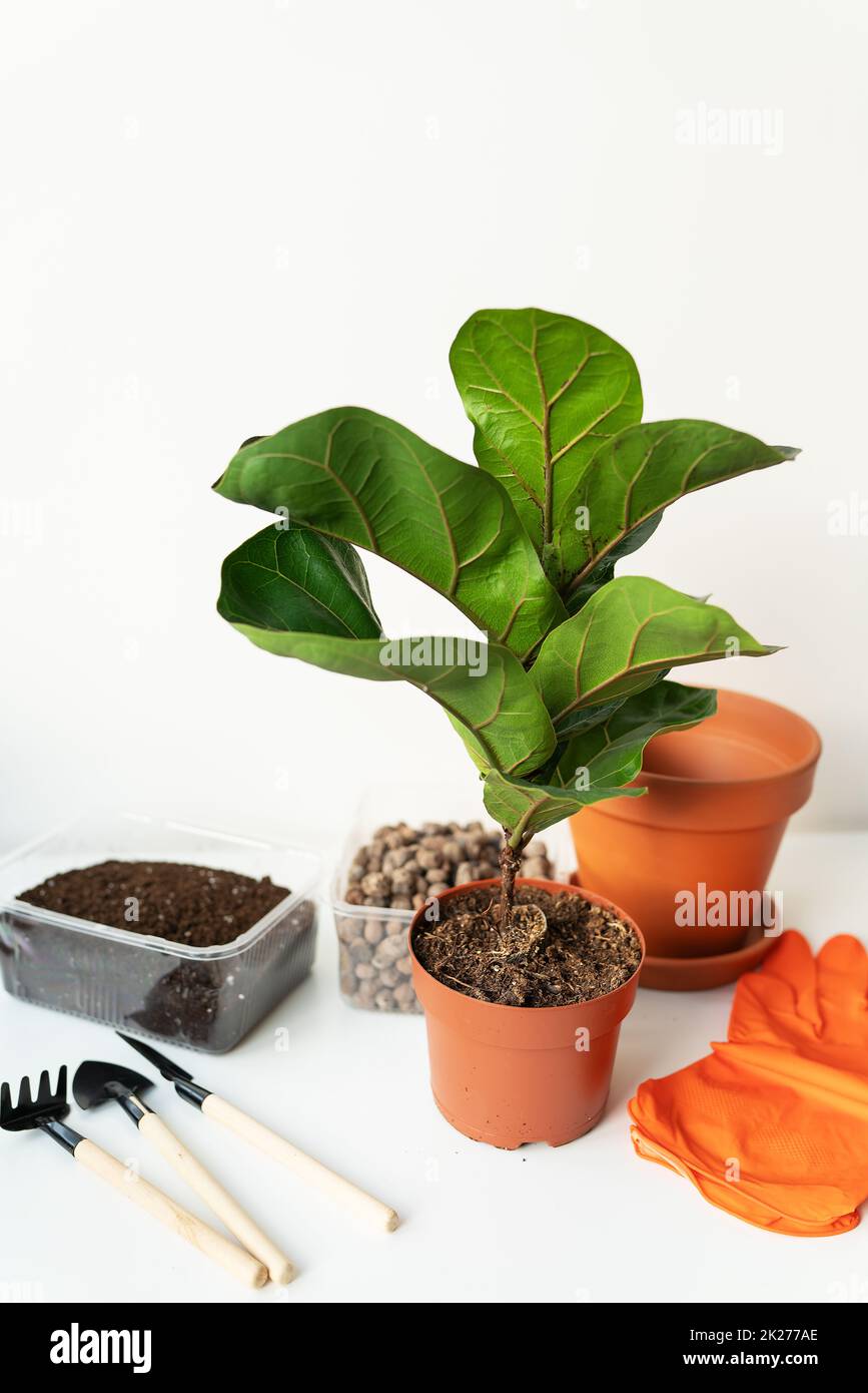 Accessori per il trapianto di un vaso-ficus lyrata. In vaso casa ficus lyrata pianta. Giardinaggio domestico. Piante che sono purificatori di aria. Foto Stock