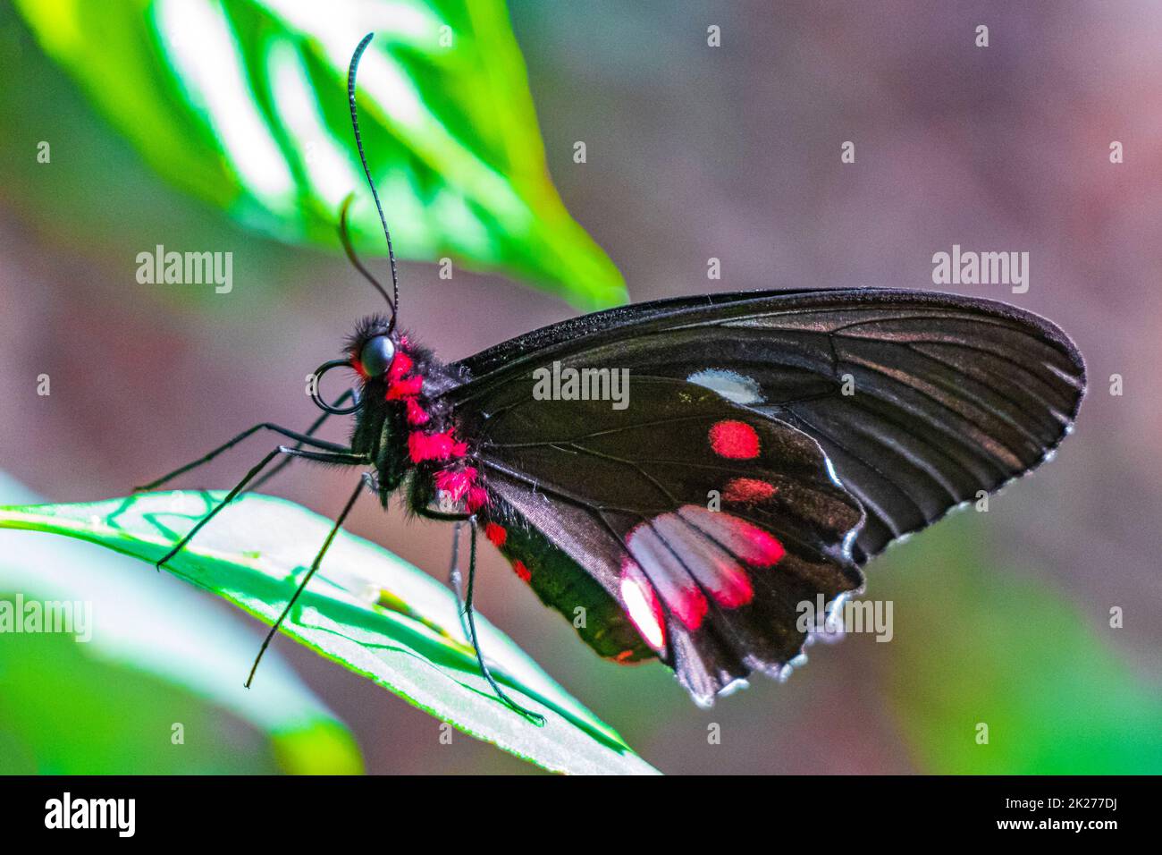 Rosso nero nobile farfalla tropicale sullo sfondo verde natura brasile. Foto Stock