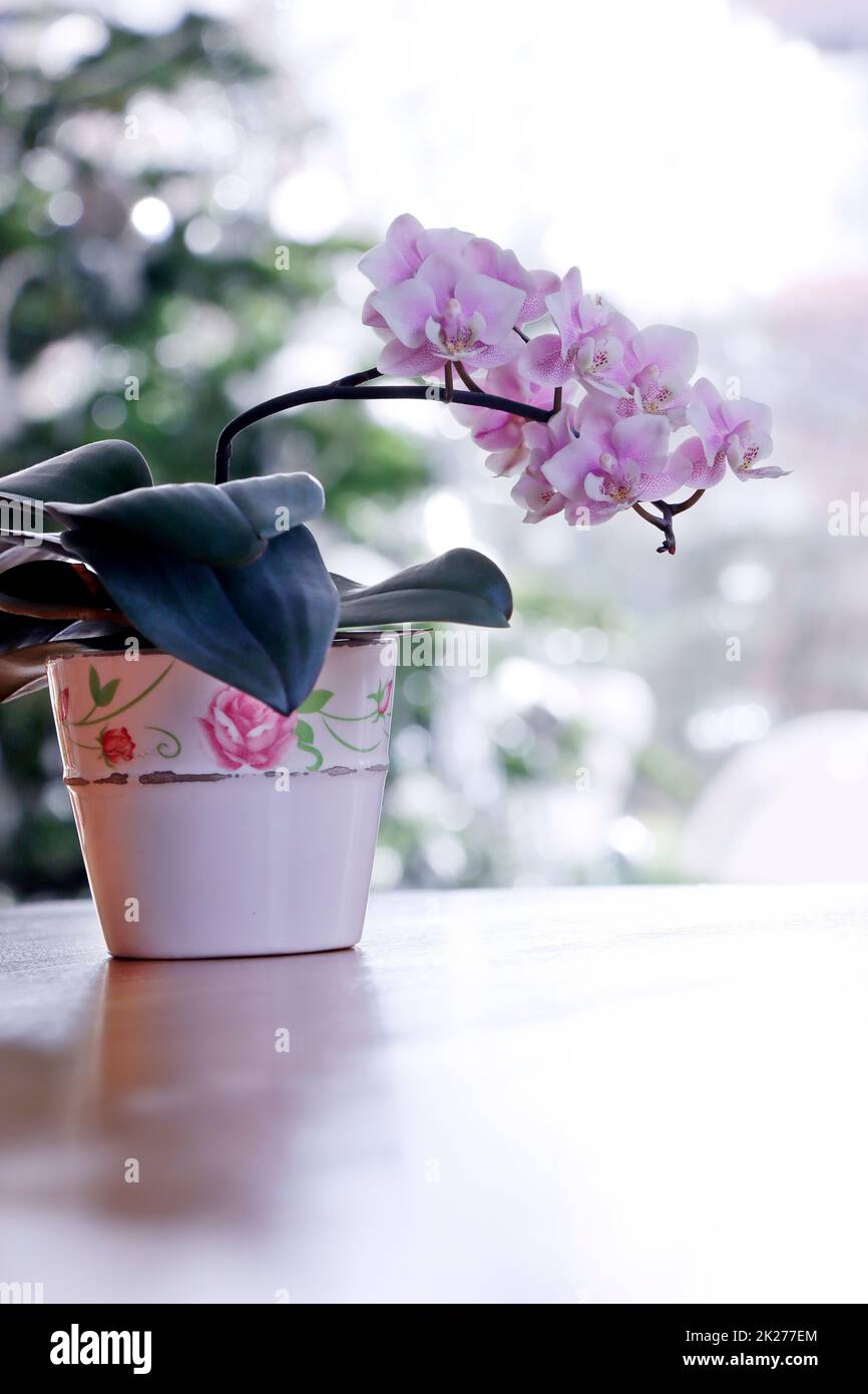 lila blÃ¼hende Orchidee in einem Blumentopf Foto Stock