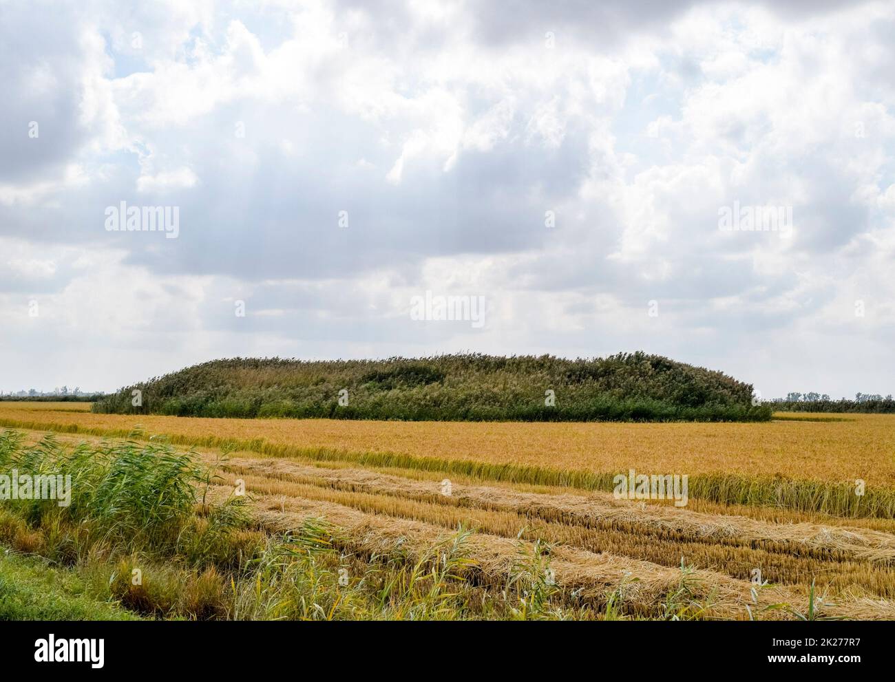 Tomba di Kurgan di antiche guerre si è sovrassviluppata con canne nel mezzo del campo di riso. Foto Stock