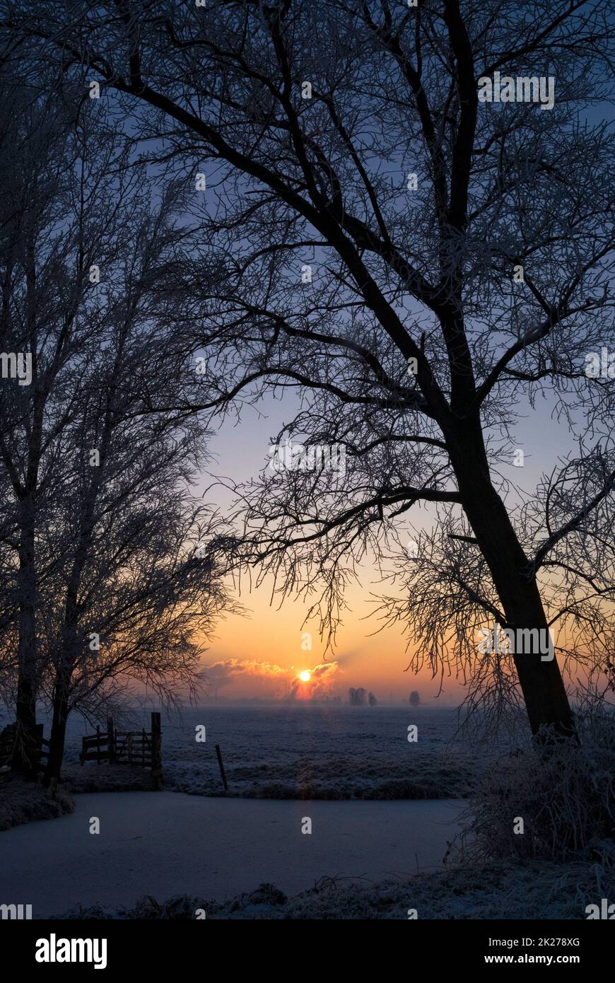 Bellissima alba vista attraverso un albero con rami lacerati Foto Stock