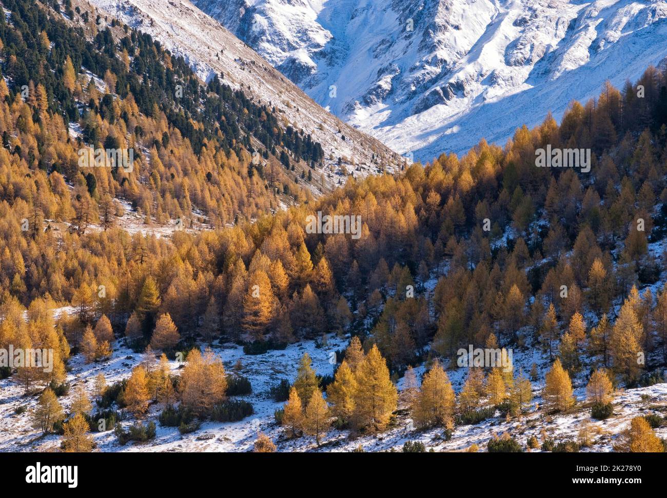 Alberi colorati in autunno in un paesaggio alpino vicino a Livigno Foto Stock