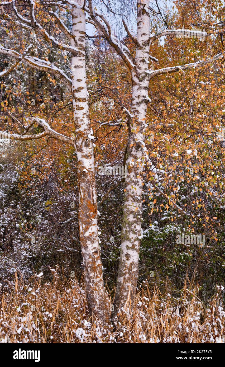 Due birch nei colori autunnali in un paesaggio innevato Foto Stock