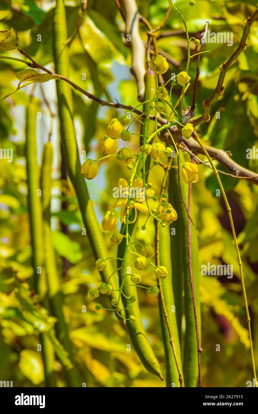 Albero di Cassia indiano dettaglio dell'albero dorato dell'acquazzone con i baccelli del seme. Foto Stock