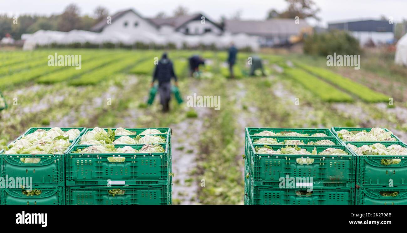 Teste di lattuga in cestini di legno dopo la raccolta manuale su azienda agricola biologica di lattuga. Concetto di agricoltura ed agricoltura ecologica. Foto Stock