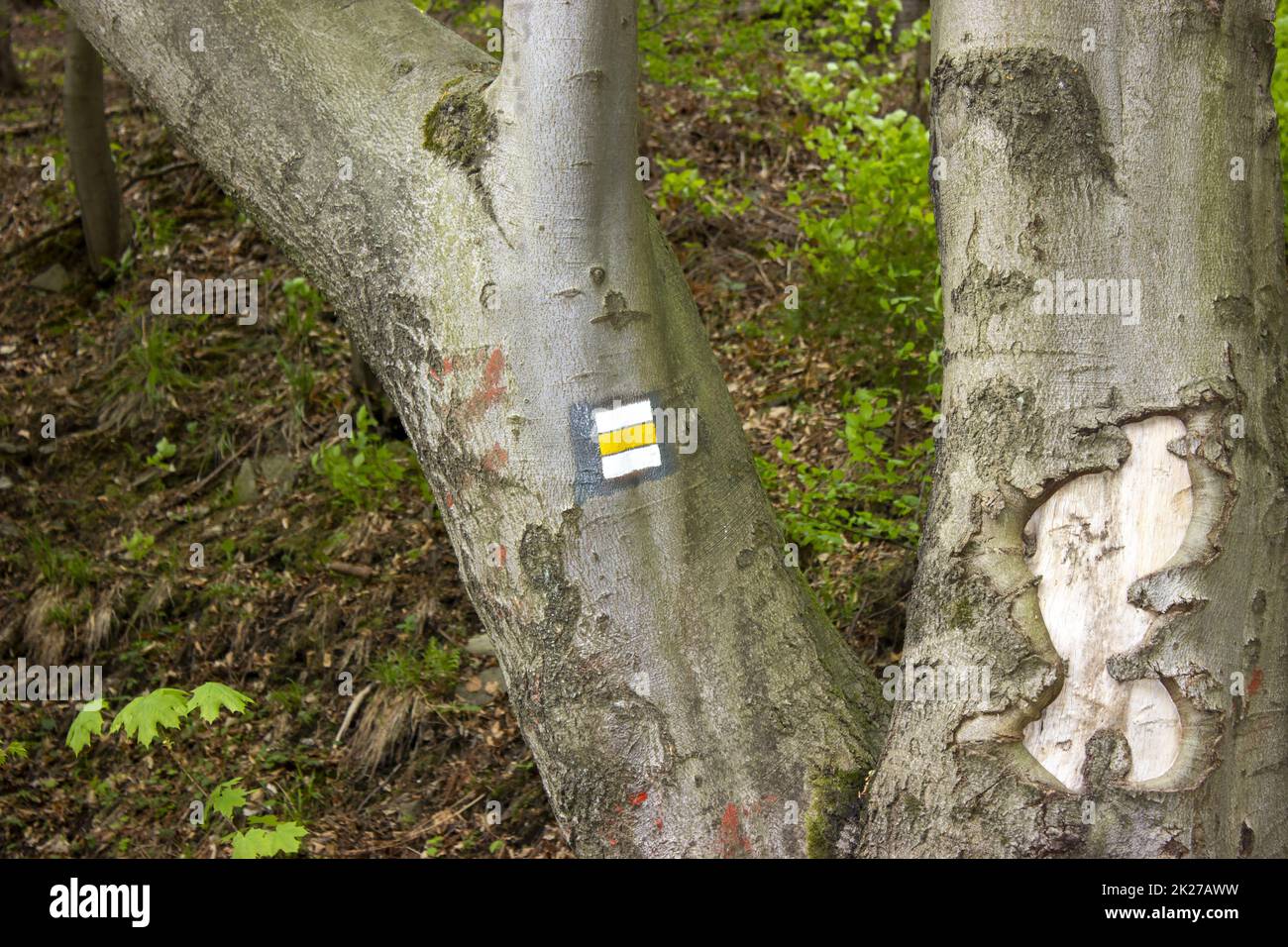 Cartello giallo escursionistico su un albero nella foresta Foto Stock