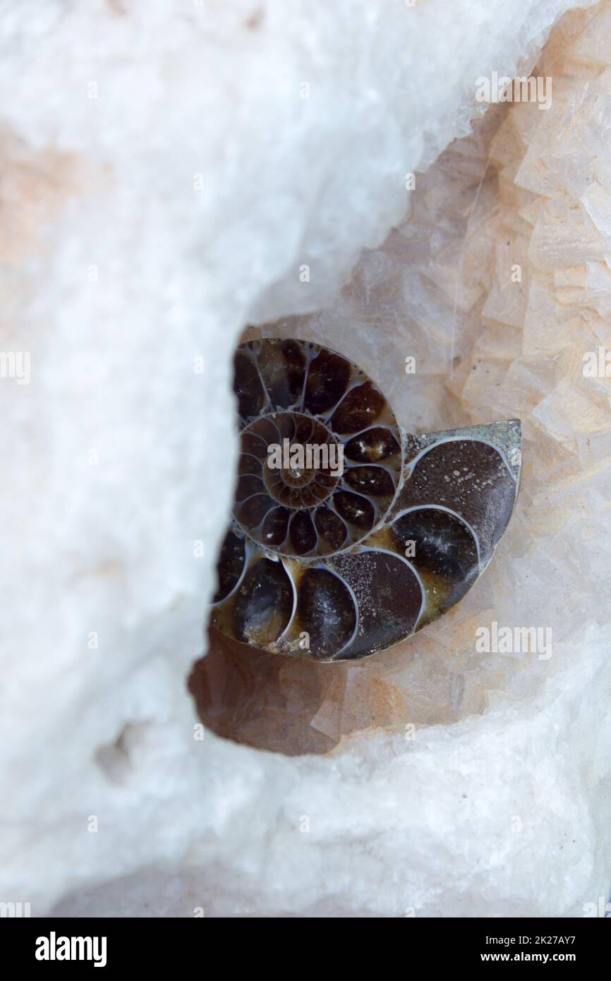 Prehistoria ammonite immagini e fotografie stock ad alta risoluzione ...