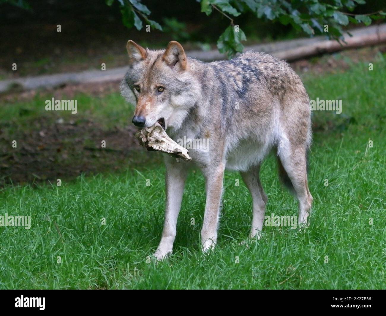 Lupo grigio europeo in azione in natura Foto Stock