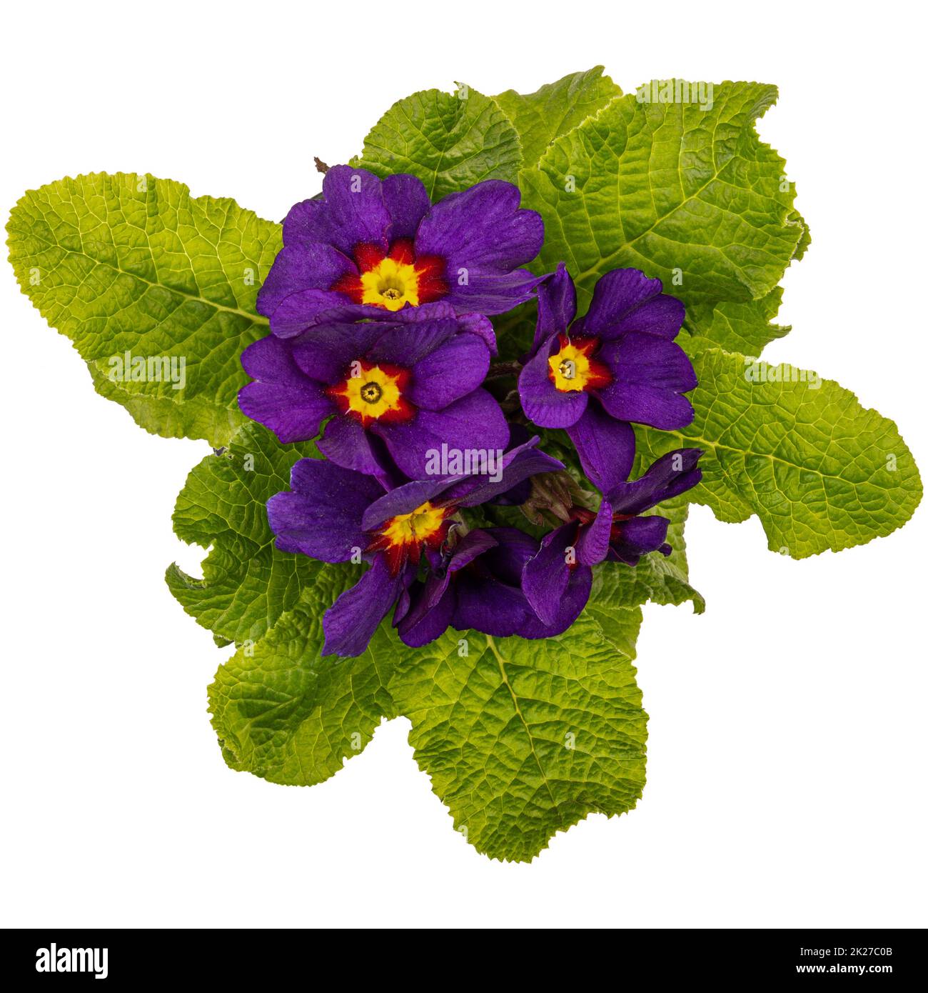 Primula primula blu cobalto Foto Stock