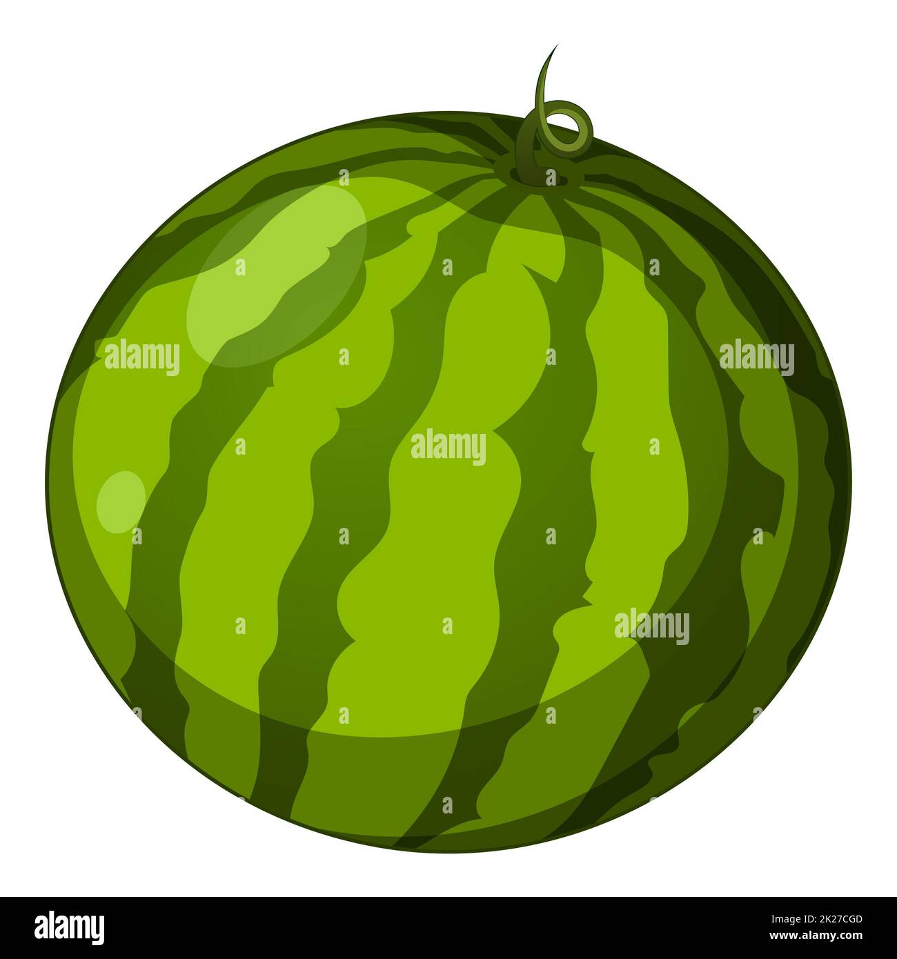 Cocomero fresco realistico isolato su sfondo bianco - Vector Foto Stock