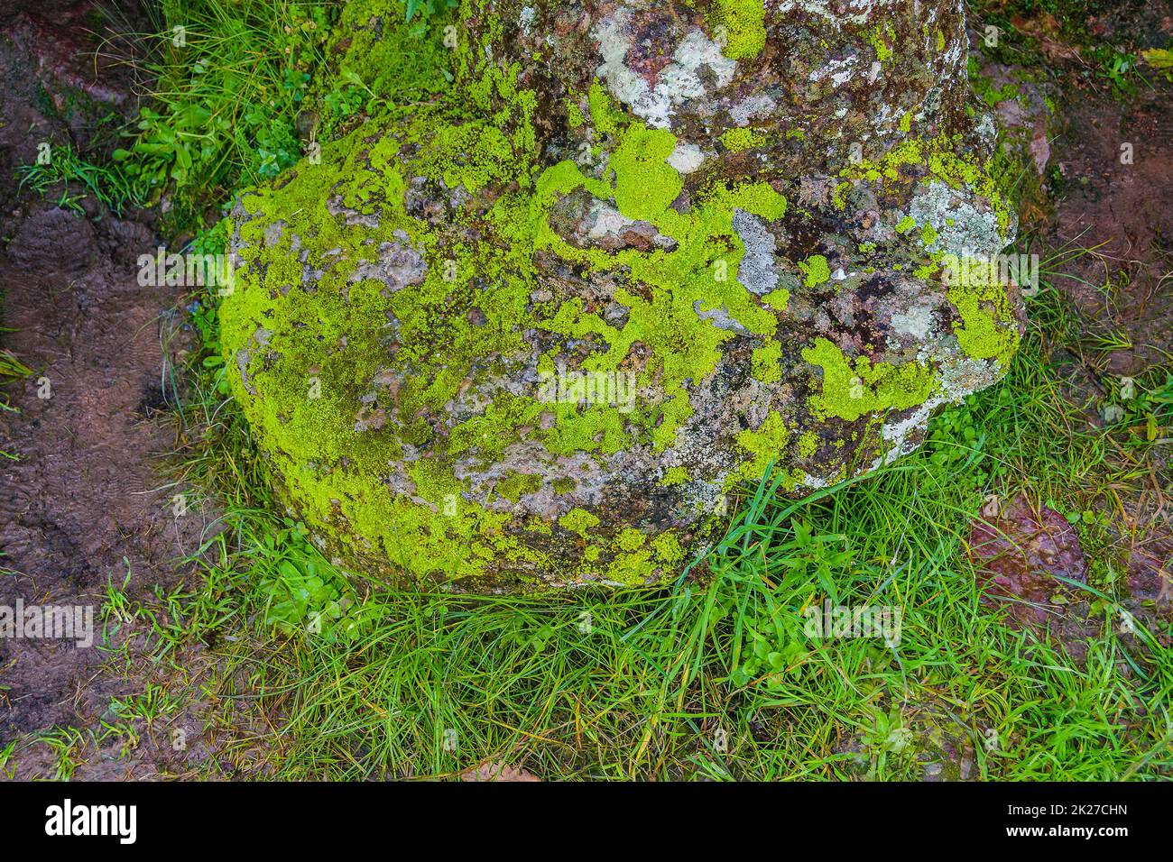 Moss Texture, Flores, Uruguay Foto Stock