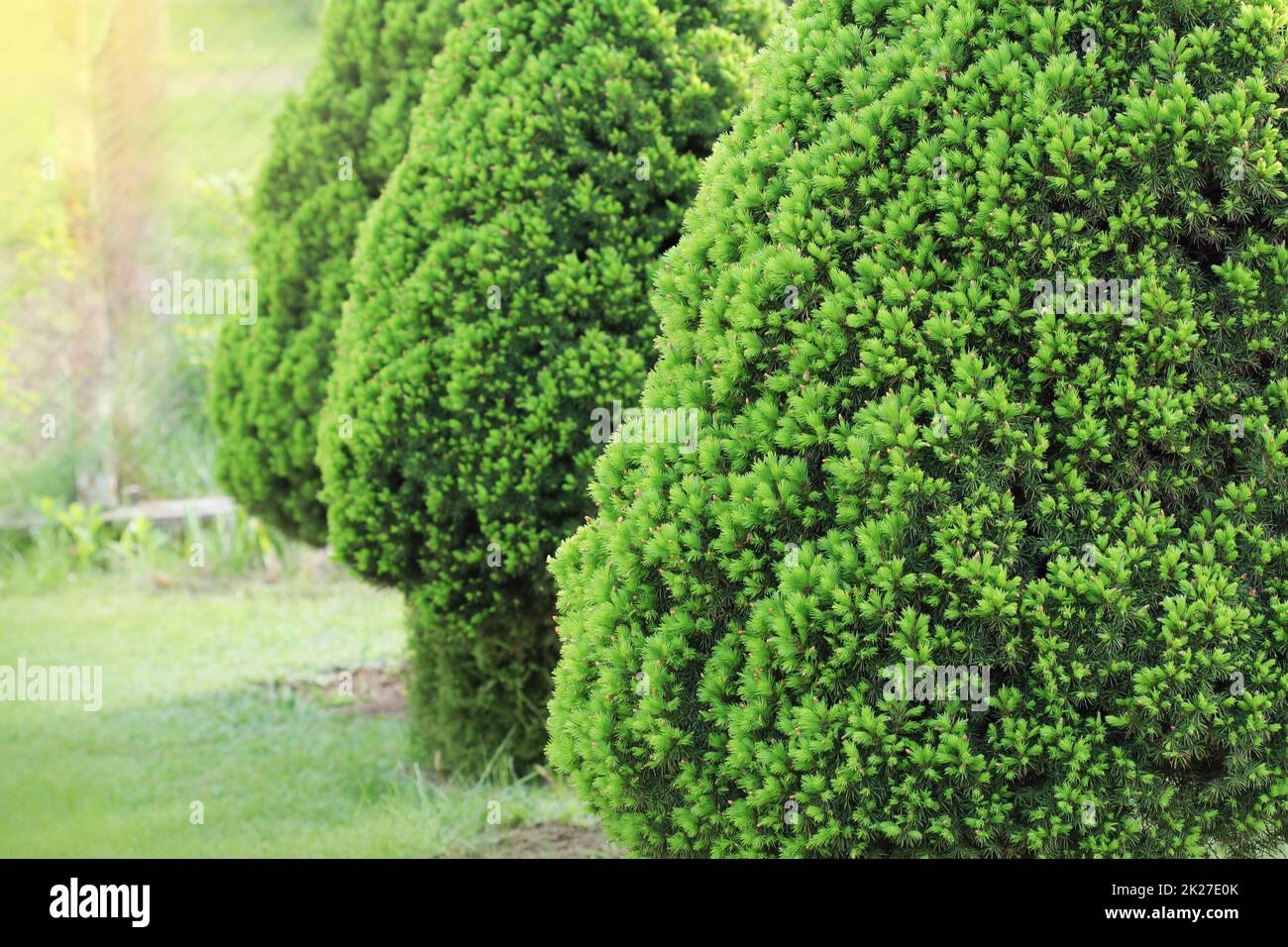 Picea glauca conica decorativo nana di conifere albero sempreverde. Noto anche come canadese, skunk , cat , Black Hills, Alberta di abete bianco Foto Stock