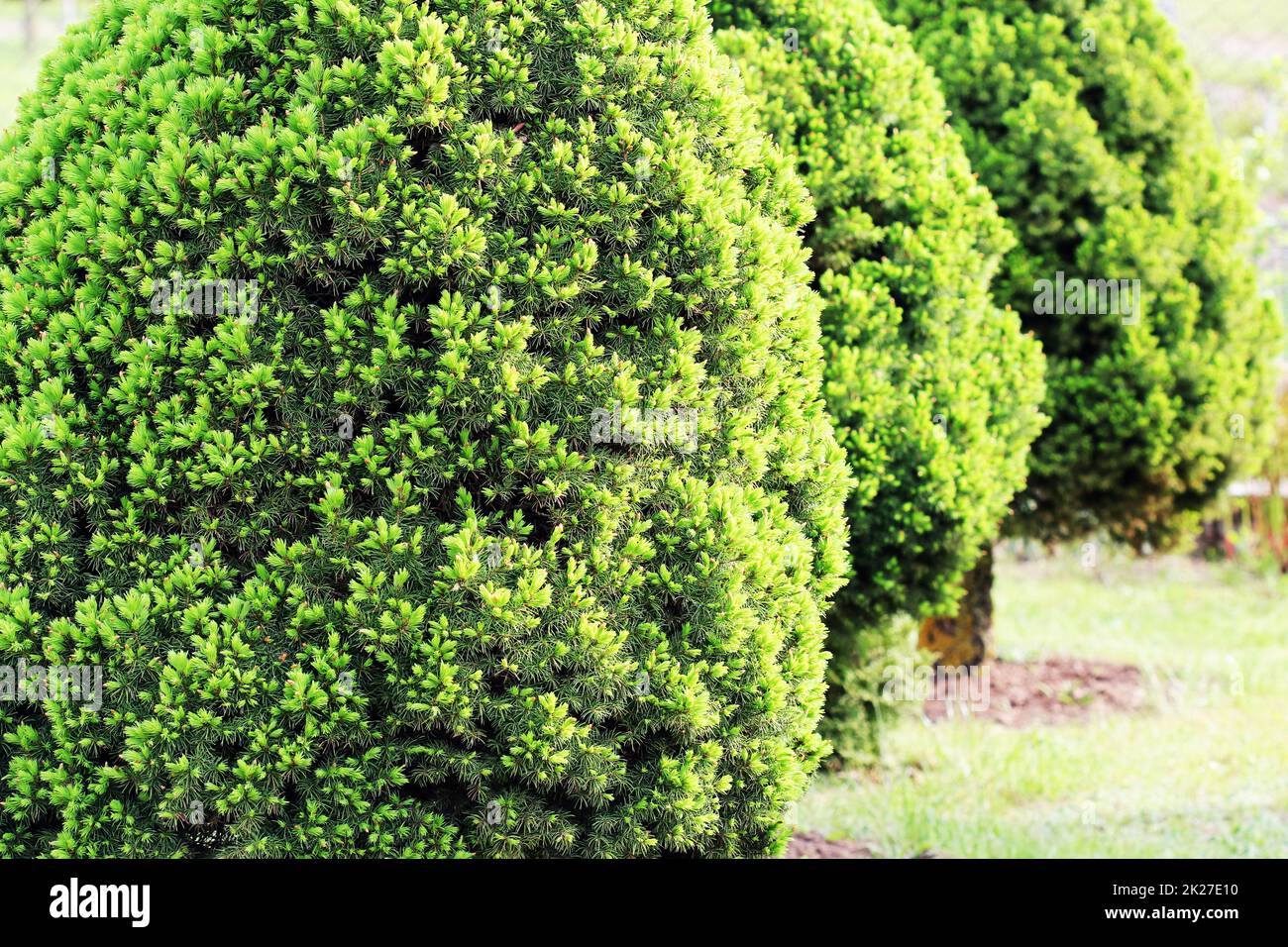 Picea glauca conica decorativo nana di conifere albero sempreverde. Noto anche come canadese, skunk , cat , Black Hills, Alberta di abete bianco Foto Stock