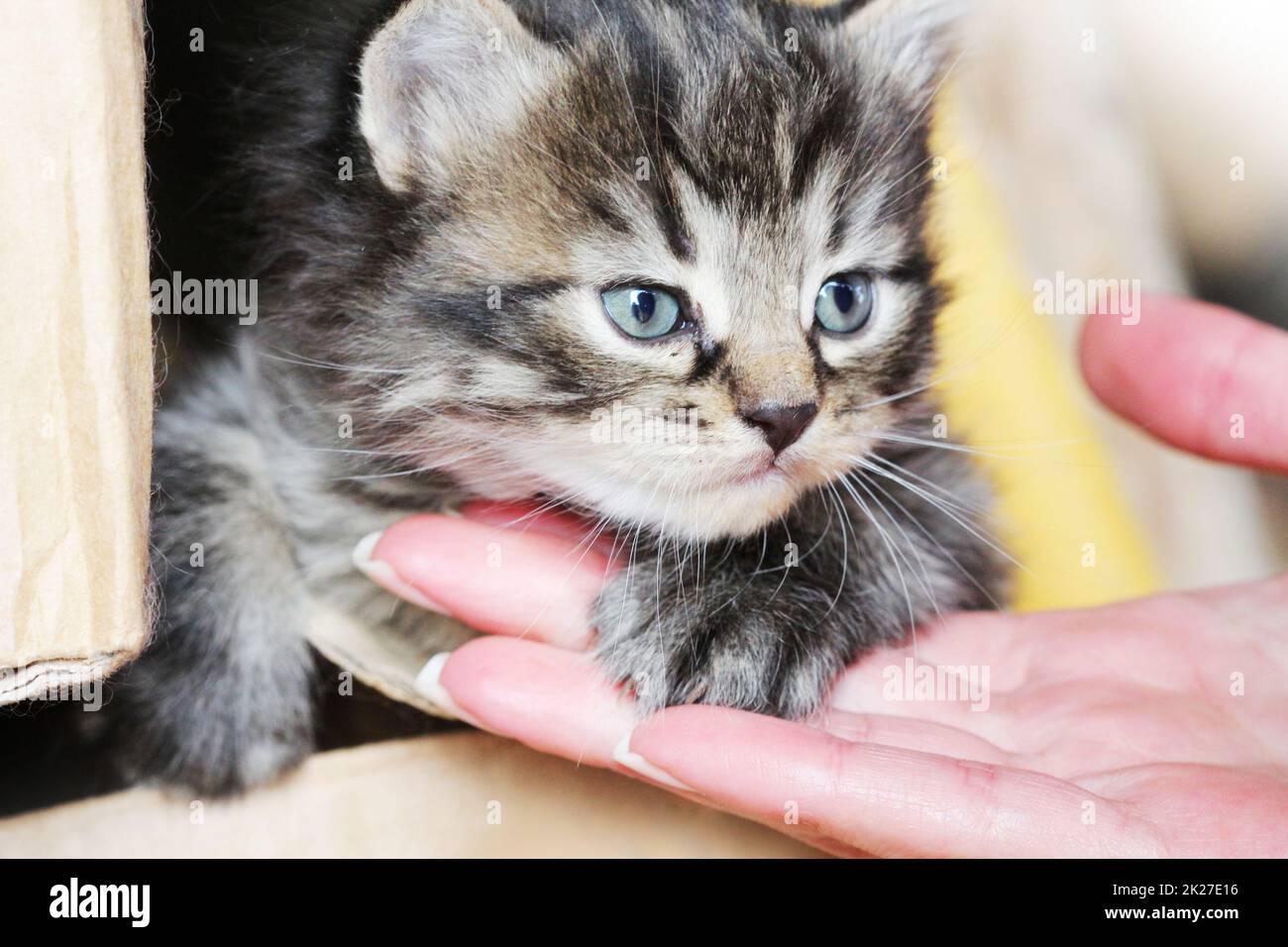 Sorpreso yuong cute cat guardando la nuova padrona di casa. Gatto paw giacente sul lato delle donne. Offre la possibilità di essere amici Foto Stock