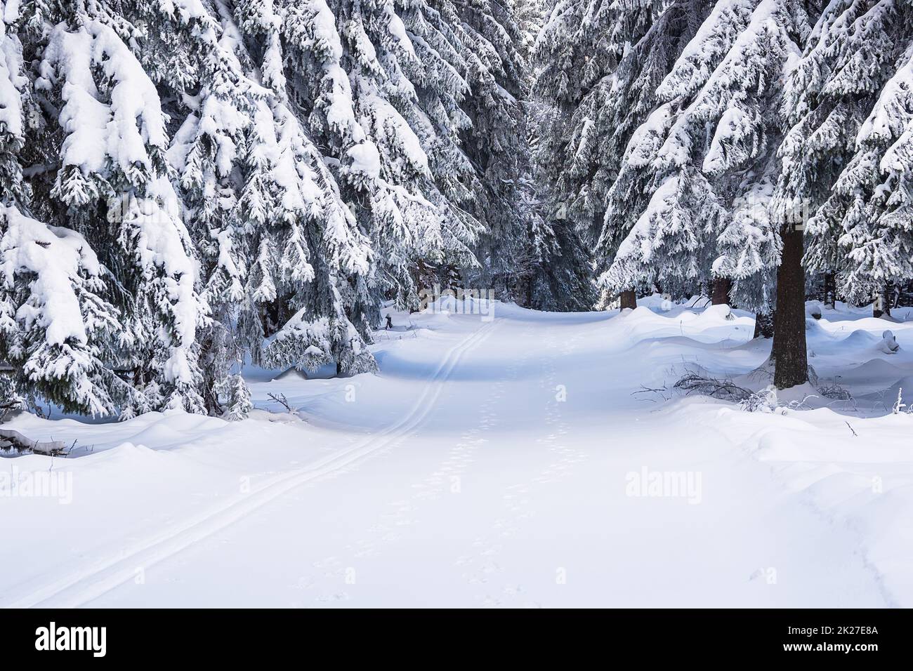 Paesaggio in inverno nella foresta di Turingia vicino Schmiedefeld am Rennsteig, Germania Foto Stock