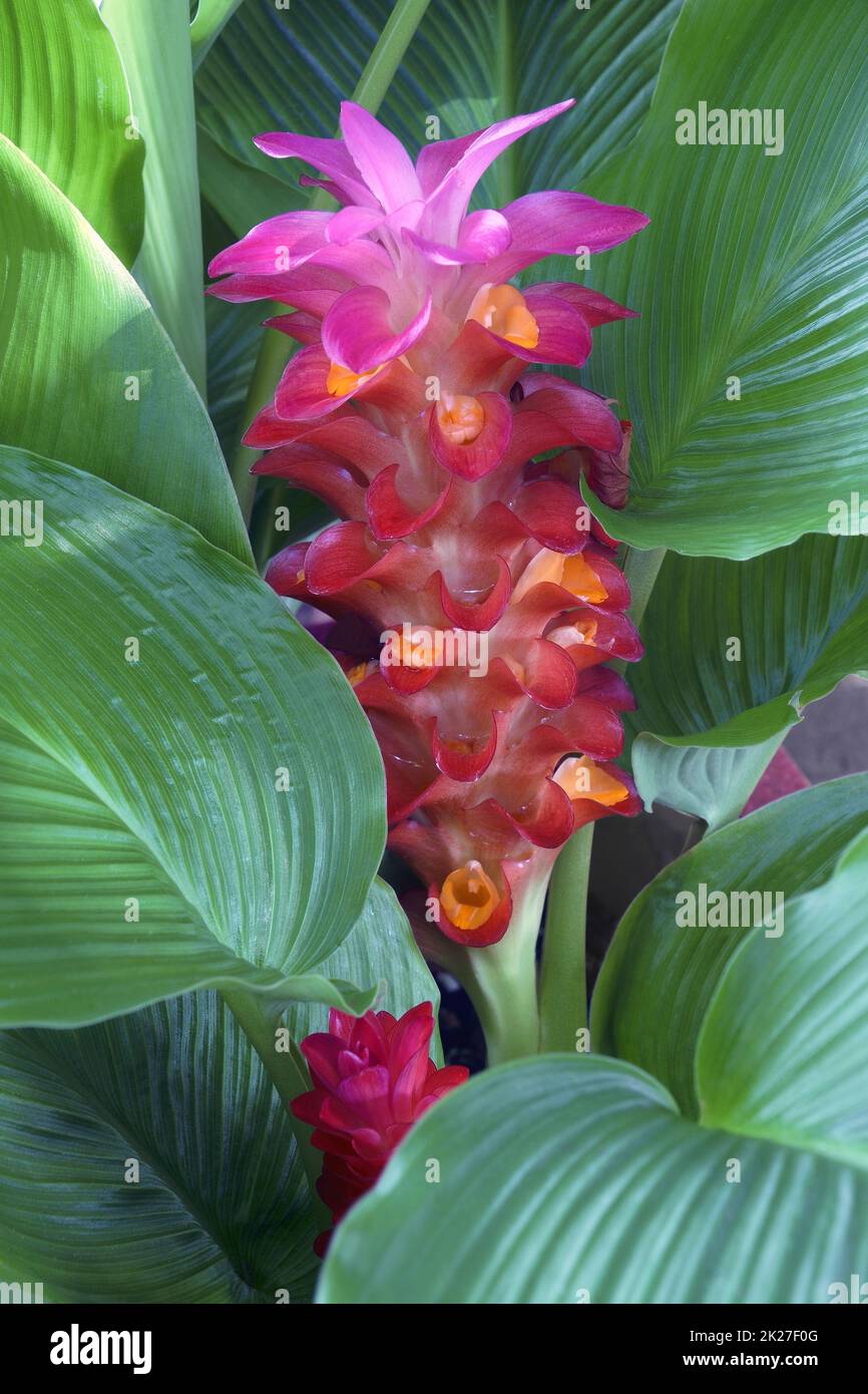 Immagine ravvicinata del fiore ibrido di Curcuma Foto Stock