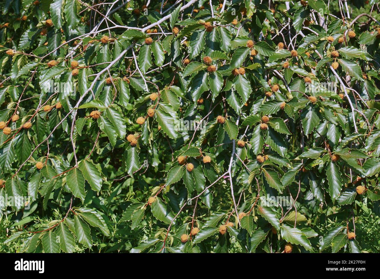 Faggio americano con frutta Foto Stock