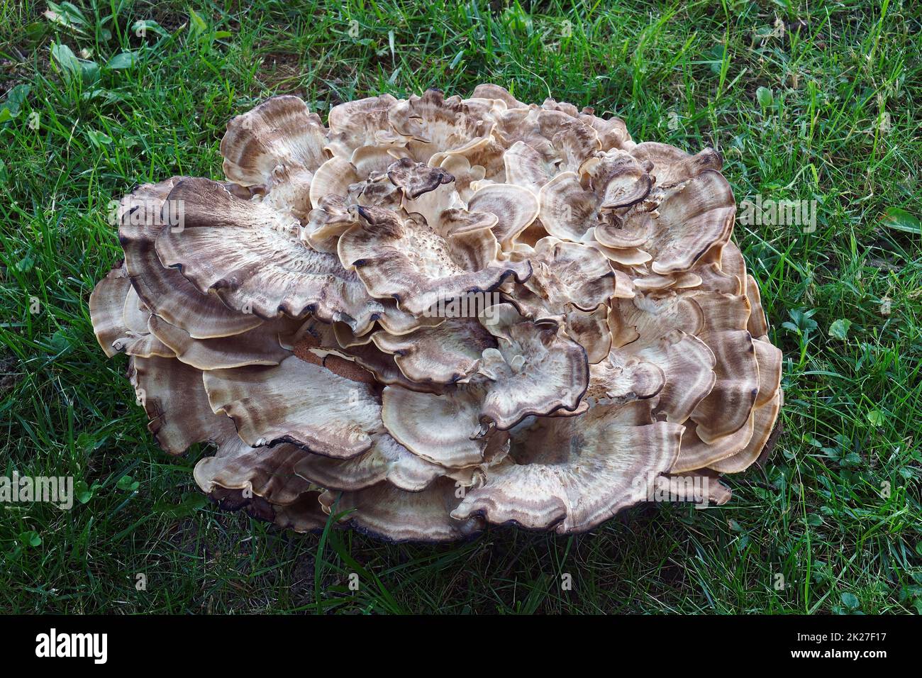 Immagine ravvicinata del fungo gigante a polipo Foto Stock
