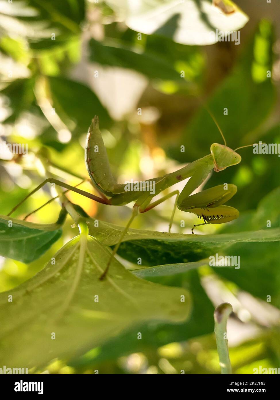Mantis in preghiera in habitat naturale tra foglie verdi Foto Stock